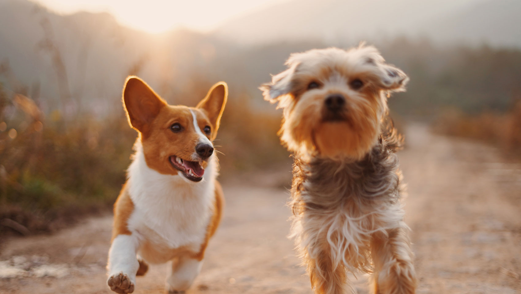 Dogs running