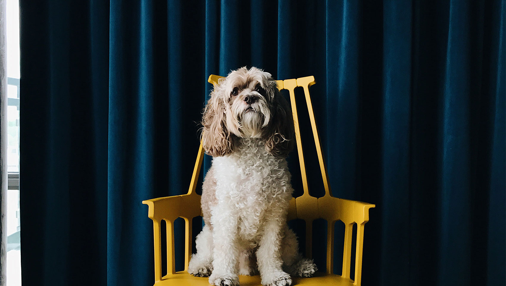 Dog on Chair