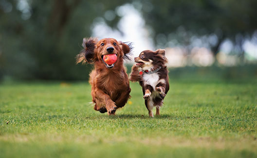 Two dogs running