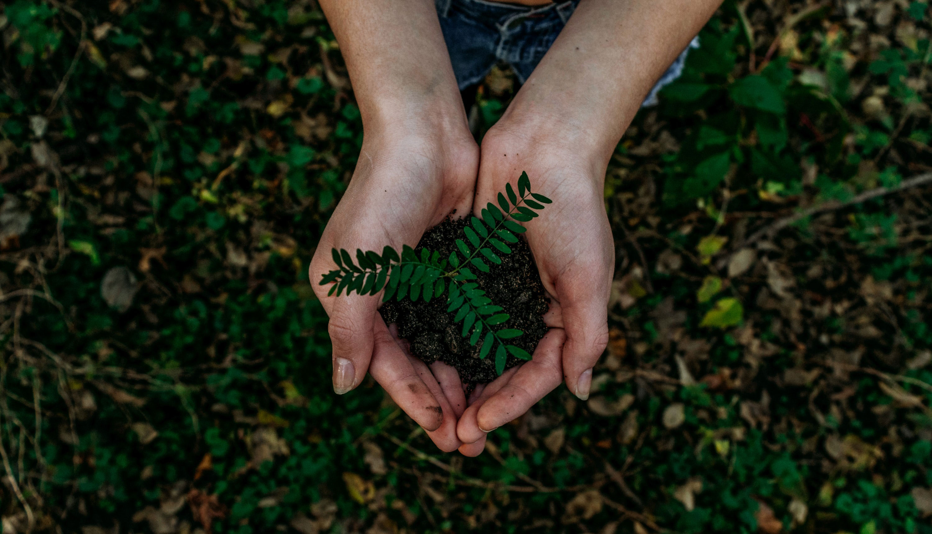 Plant in Hands